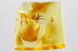 Detailed Fossil Aphid and Spider In Baltic Amber #372583-1